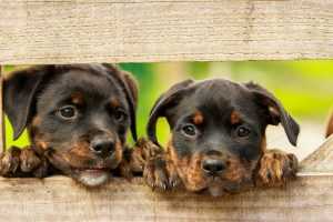 Rottweiler bij dierenarts onderzoek - wat doet een dierenarts precies in de praktijk