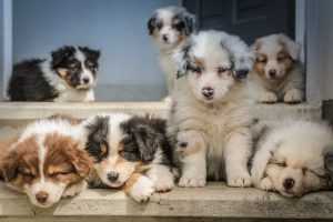Gelukkige hond die aangemeld wordt bij een online databank voor veilige registratie en identificatie