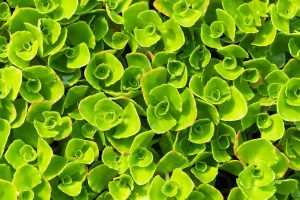 Sedum dakbedekking met volgroeide vetplanten voor een onderhoudsvrij en duurzaam groendak