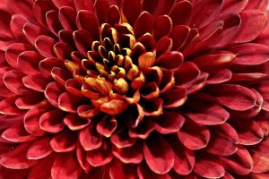 Home Turkse mot larve op chrysantenbladeren, groen van kleur met karakteristieke lichte lijnen langs het lichaam
