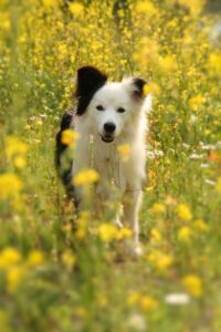 Home Verzameling comfort producten voor jouw hond inclusief hondenmanden, voerbakken en hondendekens voor optimaal welzijn
